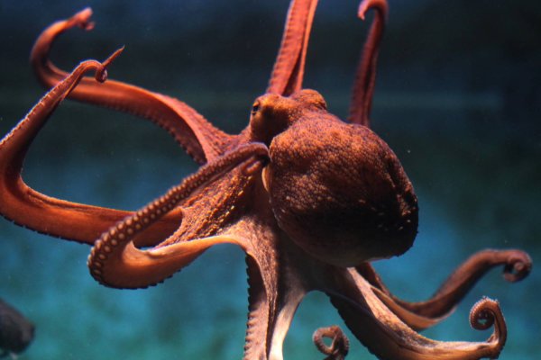 Kraken dark net
