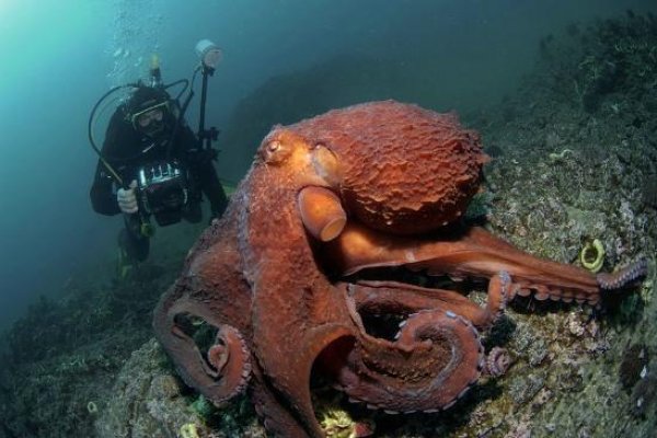 Kraken tor onion зеркало