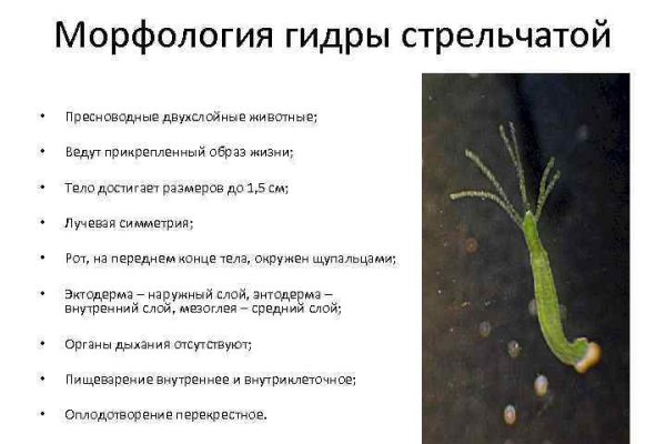 Кракен почему пользователь не найден